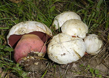 Satansröhrling (Rubroboletus satanas) - © Heinz Prelicz